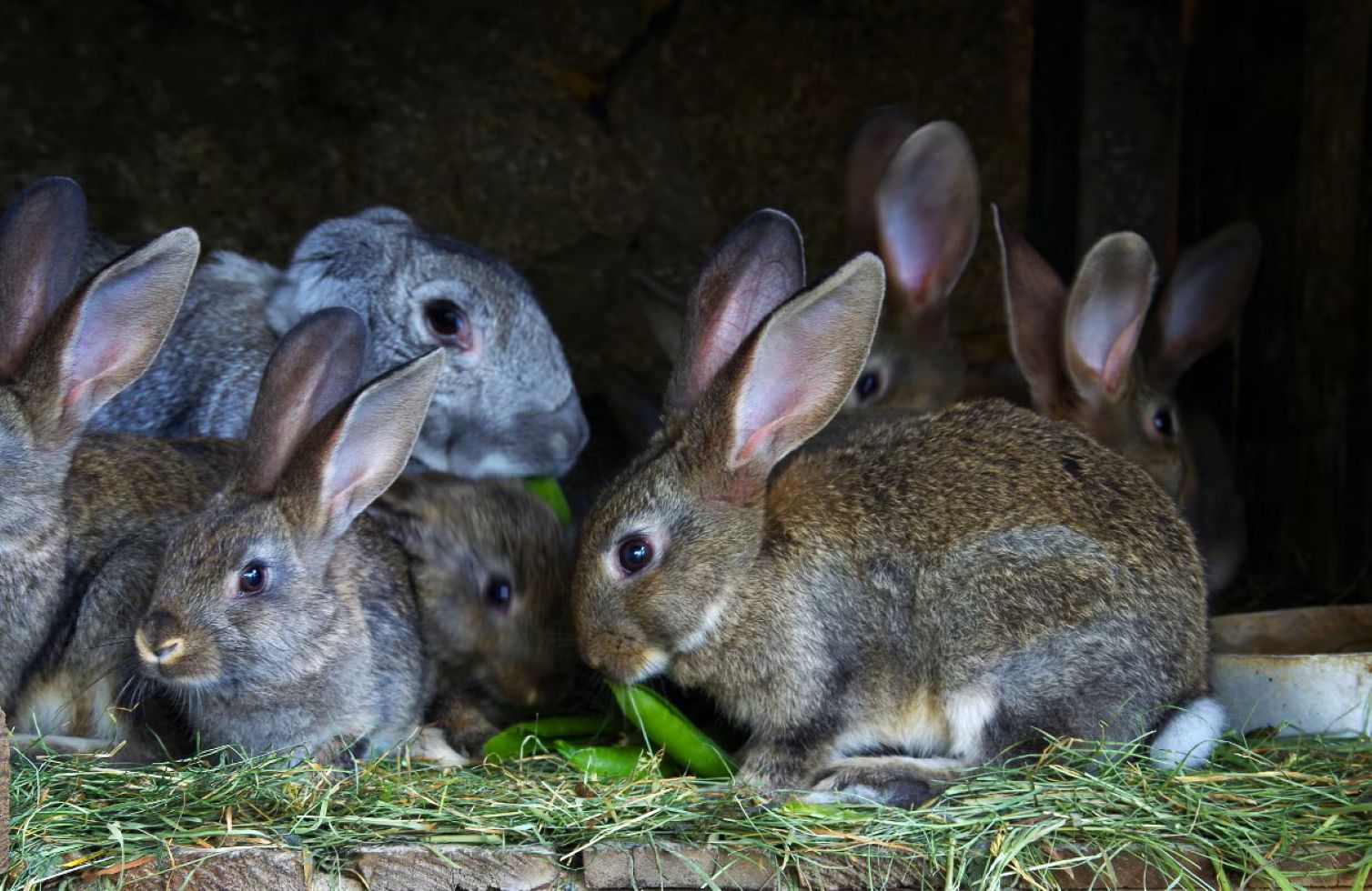 Cuniculture : facile à pratiquer et présente de nombreux avantages