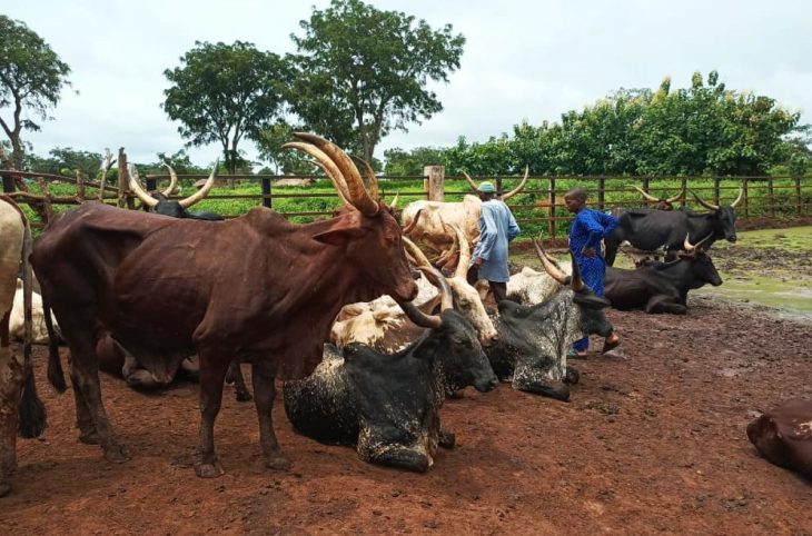 Centrafrique : validation d’une stratégie de gestion apaisée de la transhumance