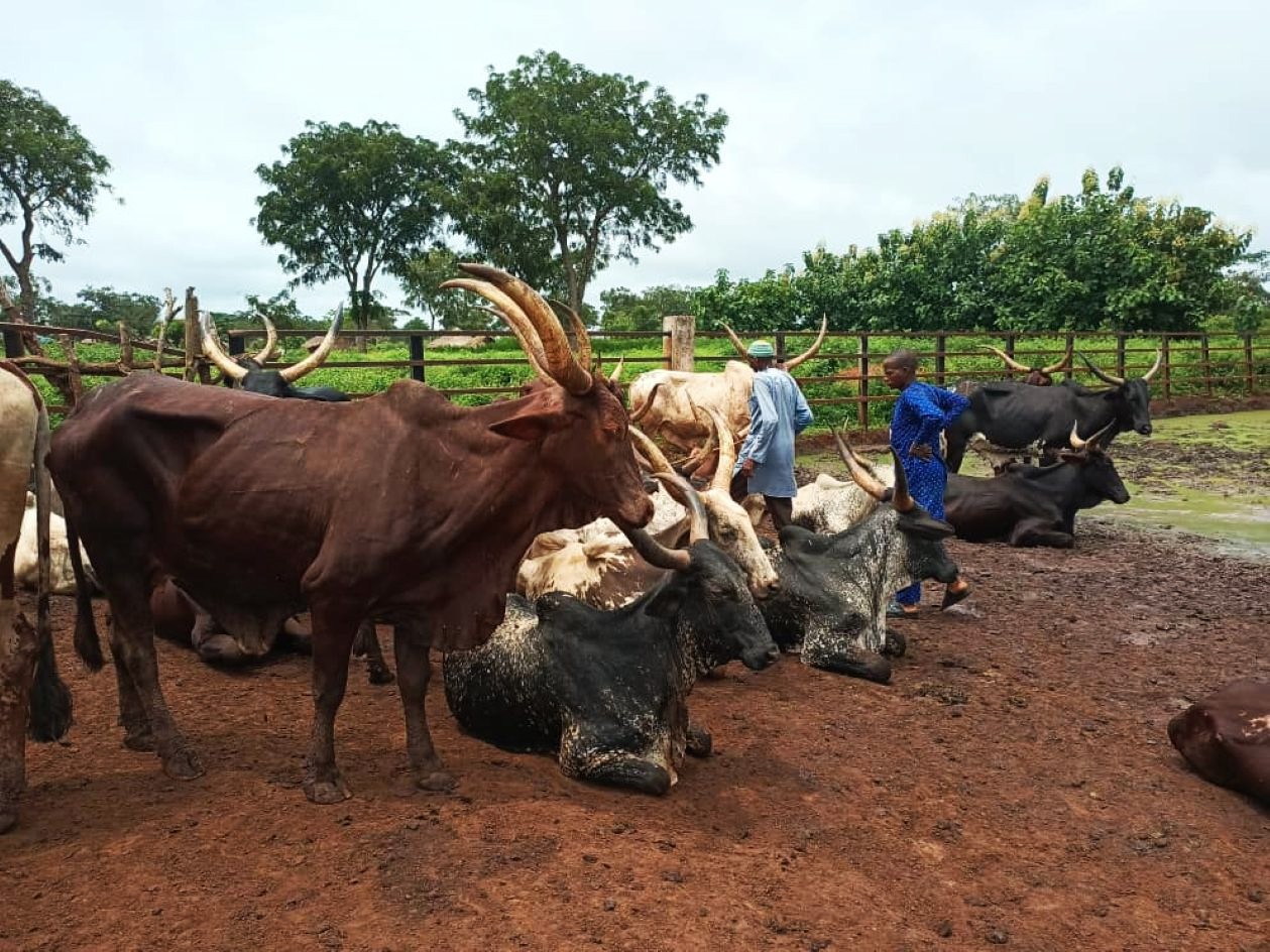 Centrafrique : validation d’une stratégie de gestion apaisée de la transhumance