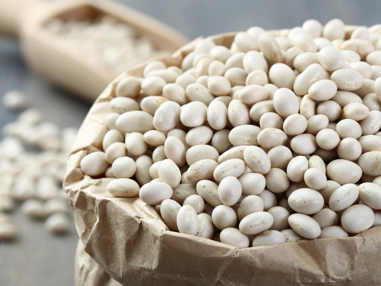 Haricot blanc : riche en protéines et facilitateur du transit intestinal