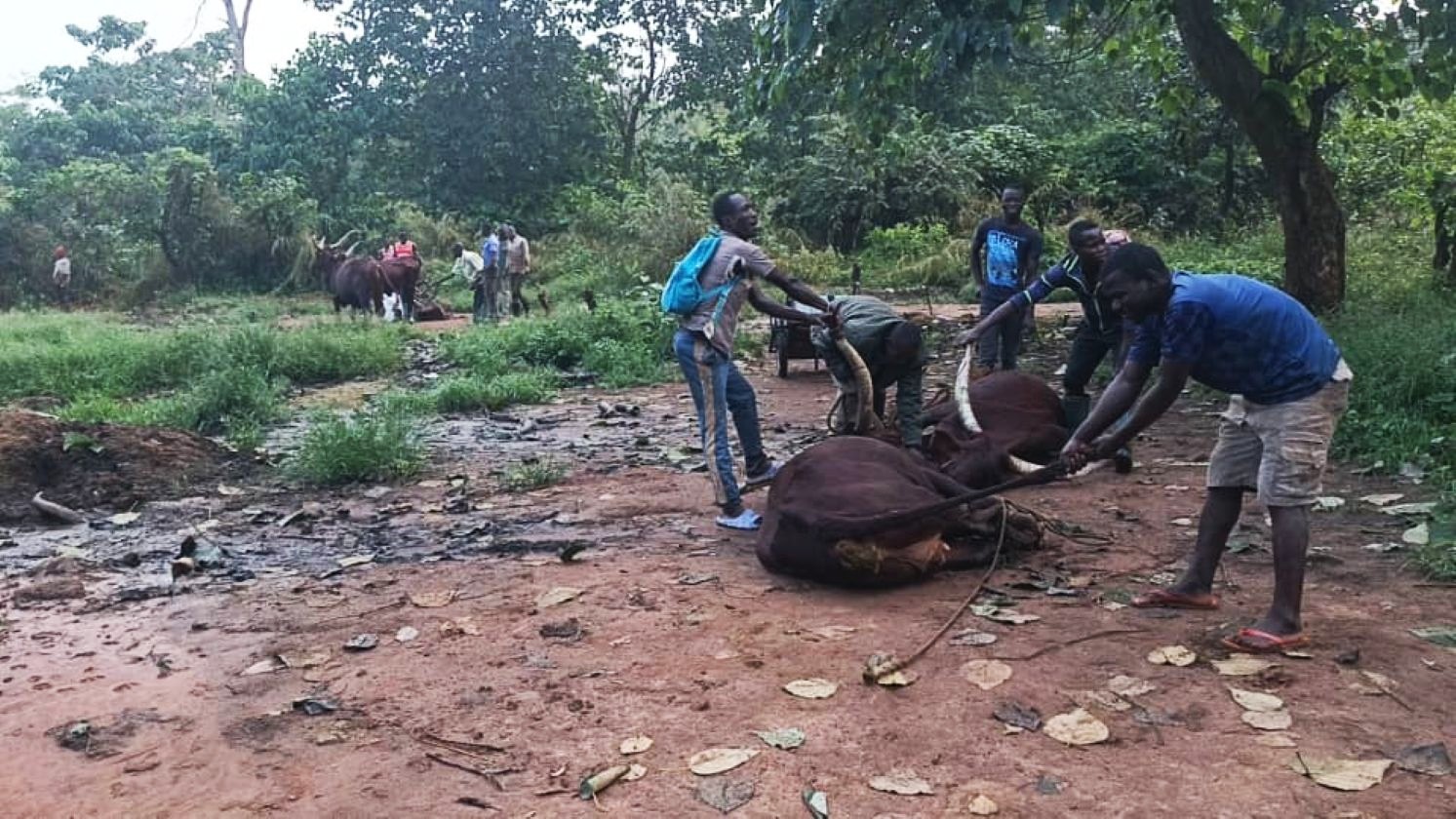 Abattage clandestin des bœufs à Bambari  