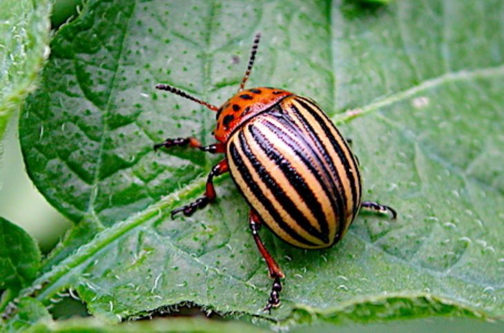 Maraichage : déceler les maladies ou ravageurs qui s’attaquent aux productions   