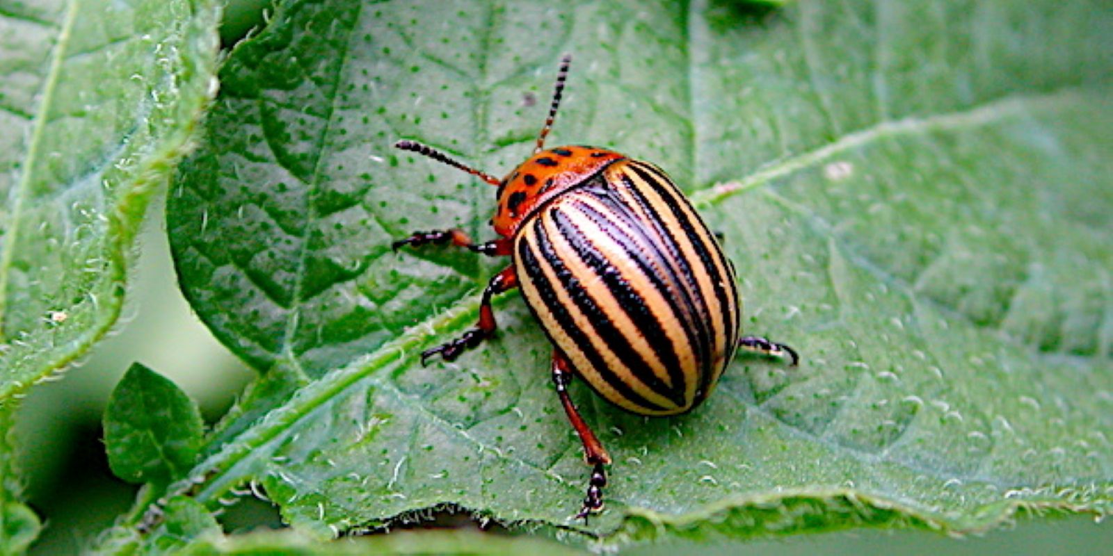 Maraichage : déceler les maladies ou ravageurs qui s’attaquent aux productions   