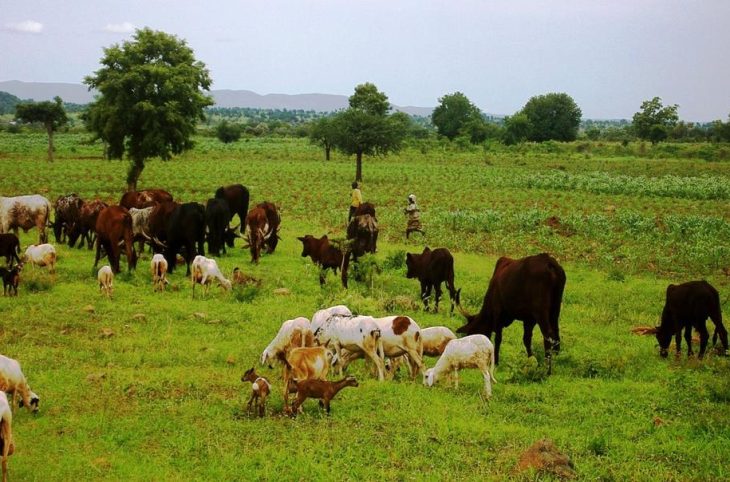 Centrafrique : de plus en plus de conflits entre éleveurs et agriculteurs