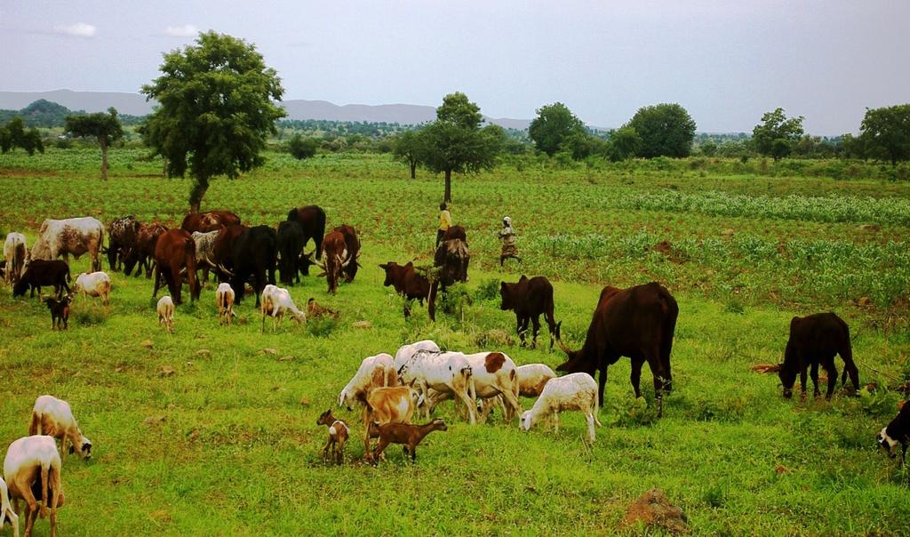 Centrafrique : de plus en plus de conflits entre éleveurs et agriculteurs