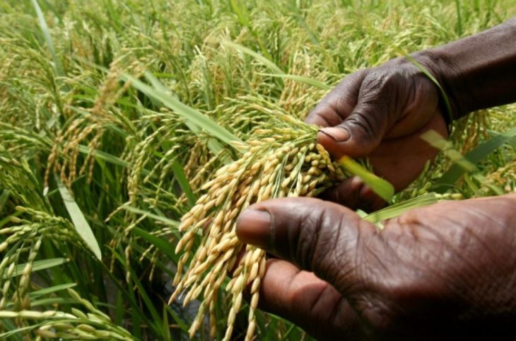 Culture du riz en terrain non inondé à Bangassou