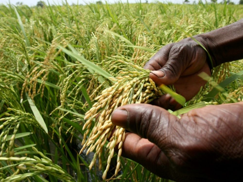 Culture du riz en terrain non inondé à Bangassou