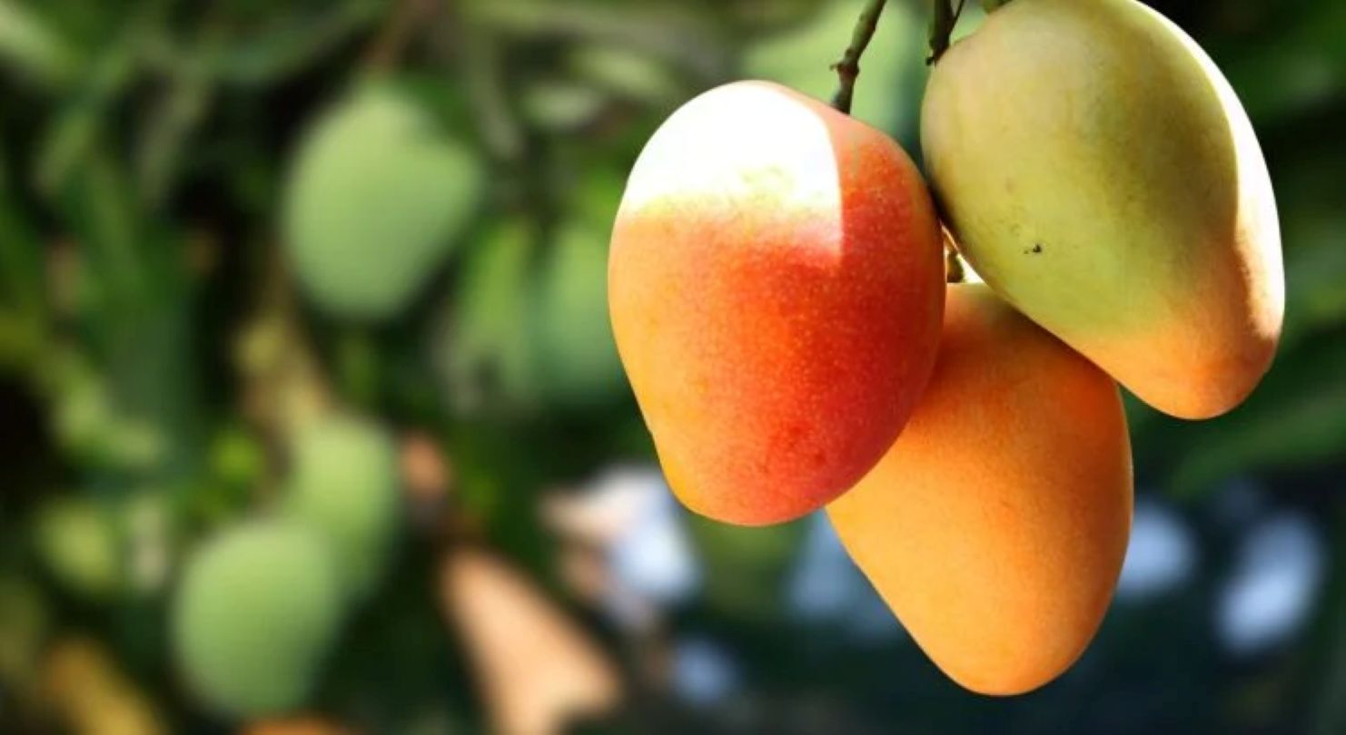 Mangue : une culture tropicale qui peut produire à des températures élevées