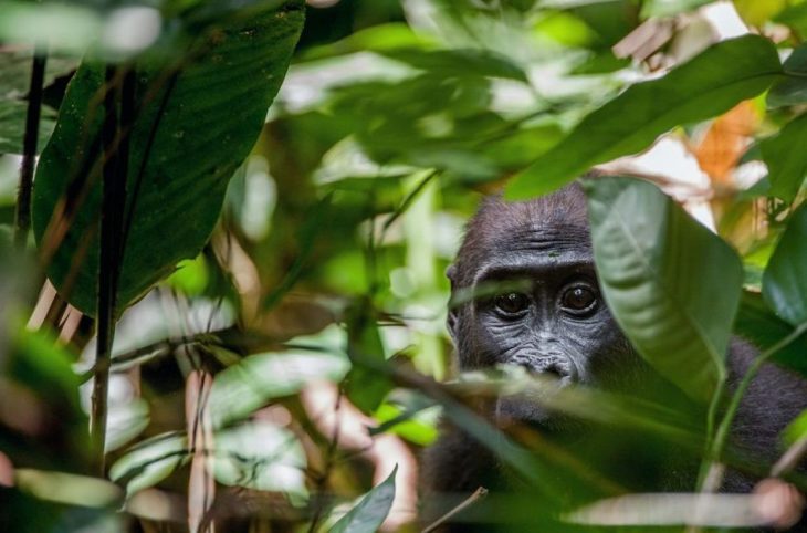 Disparition des espèces : quelles conséquences pour l’environnement et les écosystèmes ?