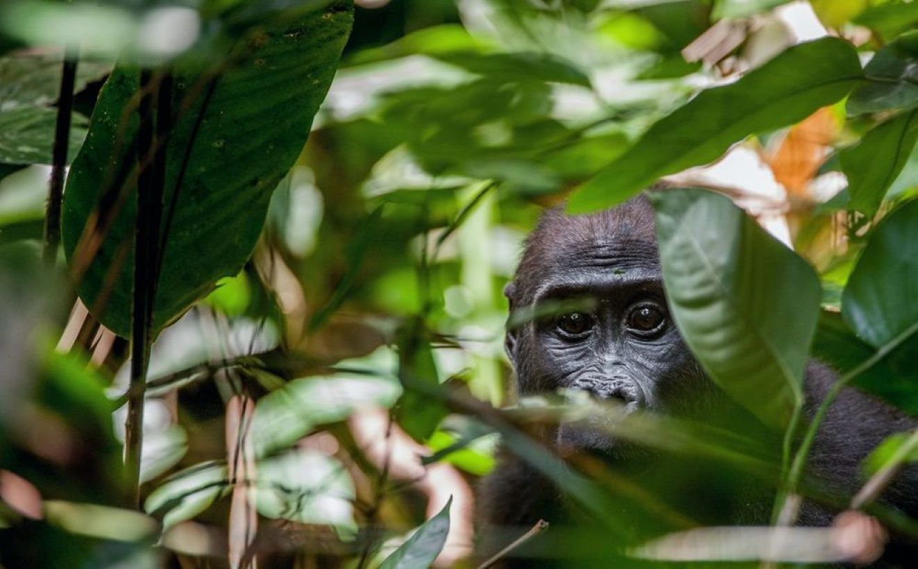 Disparition des espèces : quelles conséquences sur l’environnement et les écosystèmes ?
