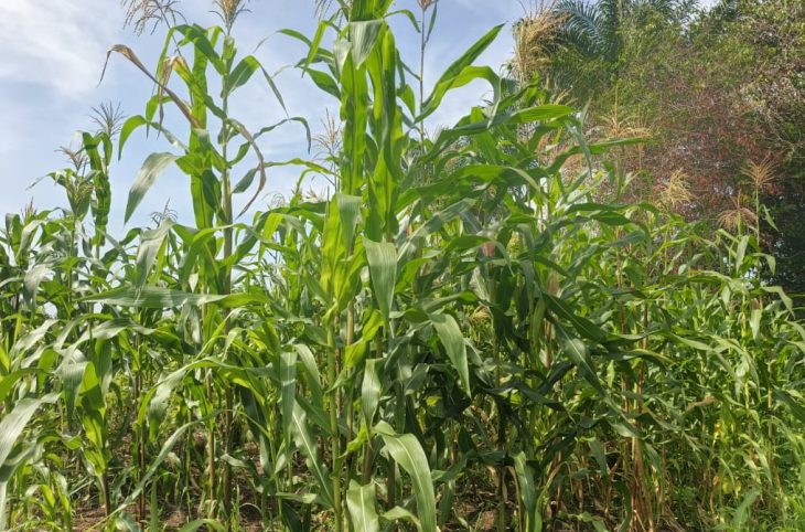 Journée mondiale de l’environnement : des agriculteurs centrafricains exposent leurs difficultés