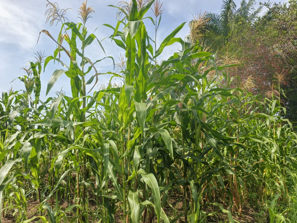 Journée mondiale de l’environnement : des agriculteurs centrafricains exposent leurs difficultés