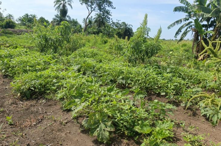 Maraichage : contribuer à la sécurité alimentaire de la population de Bangassou