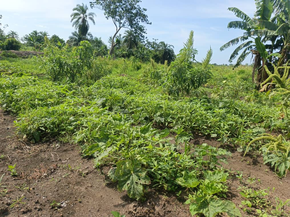 Maraichage : contribuer à la sécurité alimentaire de la population de Bangassou