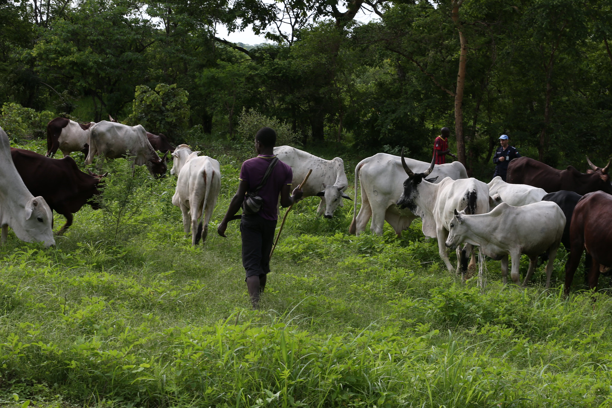 Centrafrique : 4 blessés dans un affrontement entre éleveurs et agriculteurs non loin de Boda
