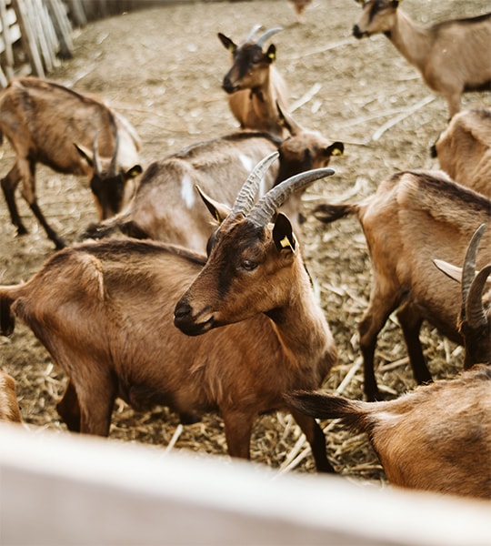Mbaïki : chèvres et moutons décimés par une maladie inconnue