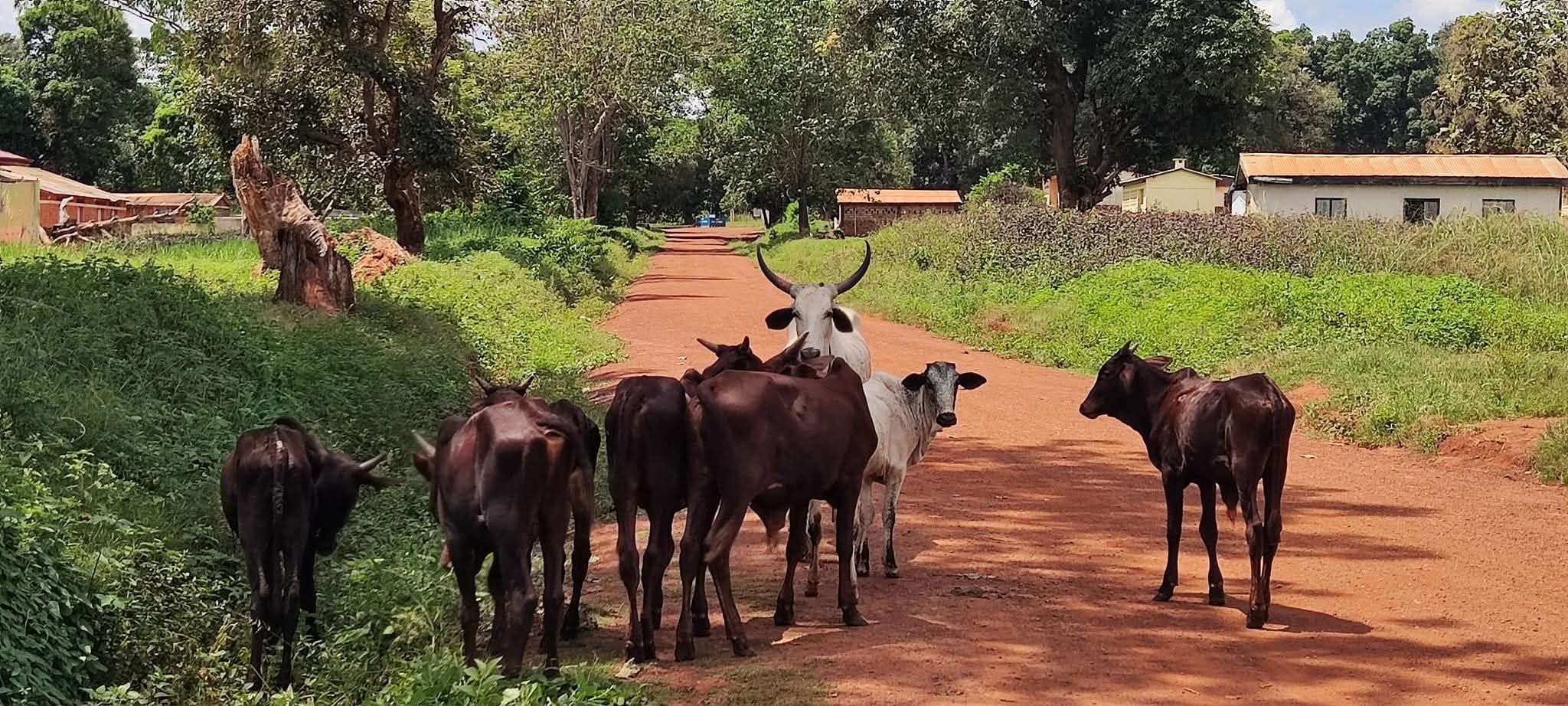 Batangafo : les tensions entre agriculteurs et éleveurs paralysent les activités agropastorales