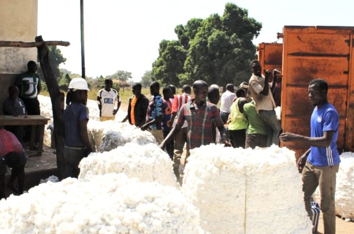 Centrafrique : les producteurs de coton déplorent leurs difficultés