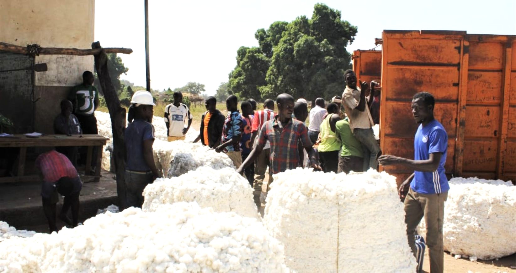 Centrafrique : les producteurs de coton déplorent leurs difficultés
