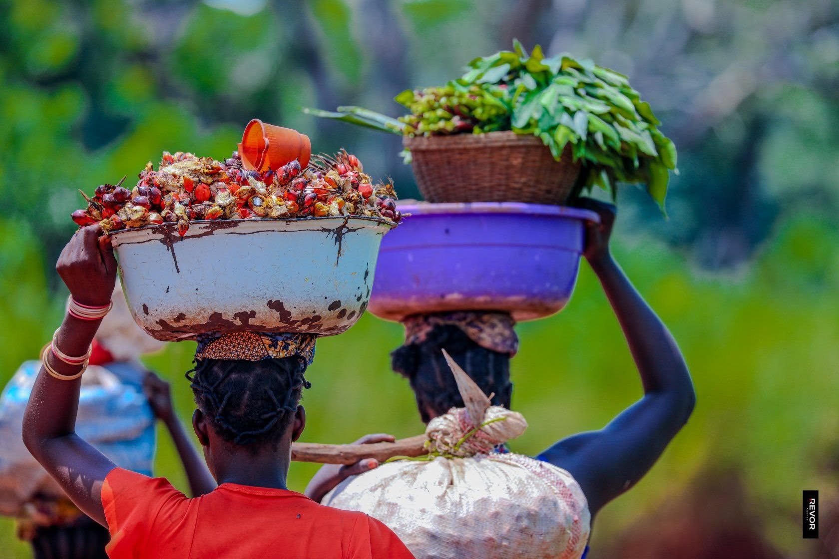 Centrafrique : baisse des productions agricoles à Bocaranga