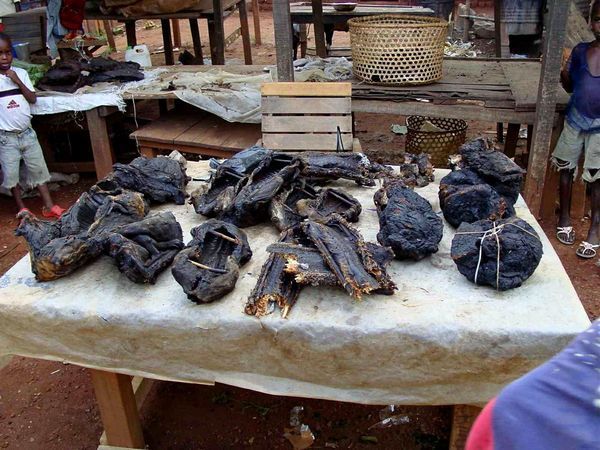 Bayanga enregistre une abondance de viande de chasse sur son marché