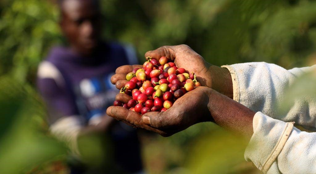 Mag agropastoral : les obstacles liés au développement de la culture du café en RCA