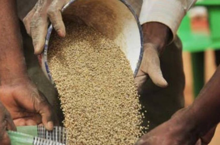 Mag. agropastoral : quels sont les types de semences recommandés en RCA ?