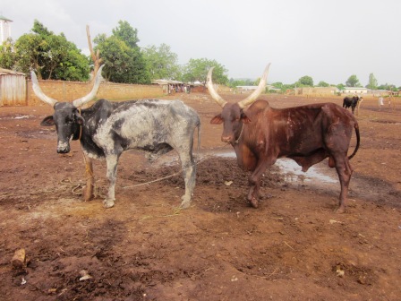 Le marché à bétail bientôt à Bouboui et l’abattoir de Ngola fermé