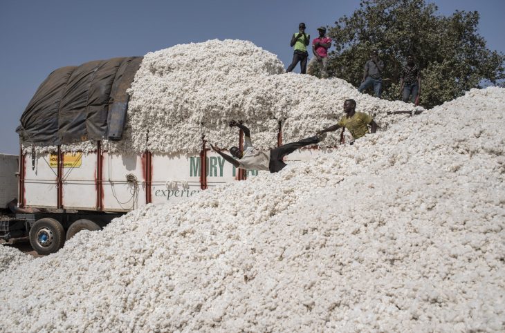 RCA : Les producteurs de coton haussent le ton