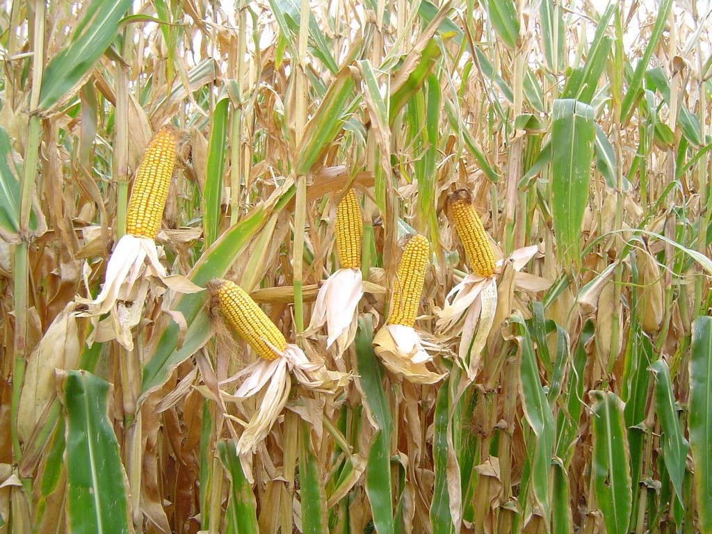 Le maïs, une céréale qui intervient dans plusieurs fabrication selon Samson Dangaza