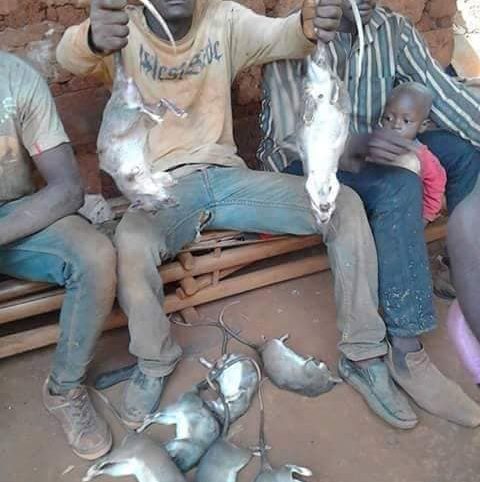 Centrafrique: la chasse aux rats, une activité prisée par les jeunes du village Danzi