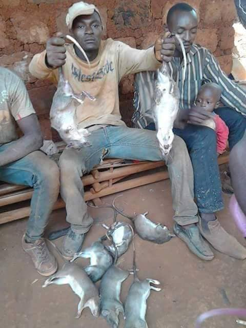 Centrafrique: la chasse aux rats, une activité prisée par les jeunes du village Danzi