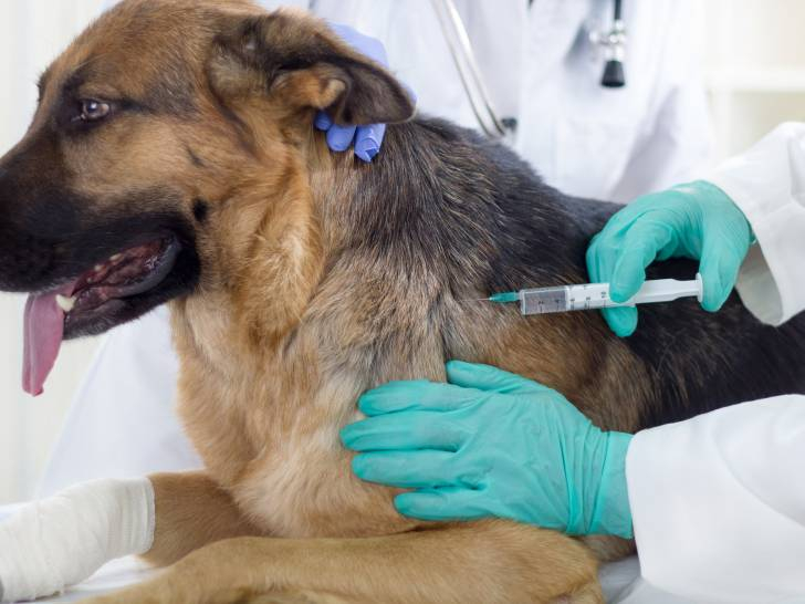 Centrafrique : 2000 animaux de compagnie vaccinés contre la rage canine à Bangui