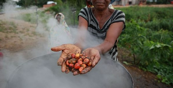 Centrafrique : au cœur de la culture traditionnelle de l’huile de palme