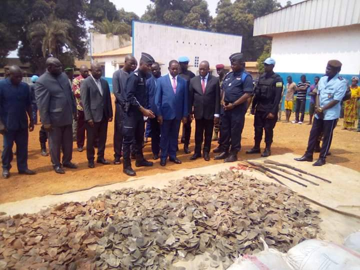 RCA : Saisie impressionnante d’écailles de pangolins estimées à plus d’un million d’euros