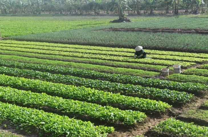 Les activités maraîchères au centre du Magazine agropastoral