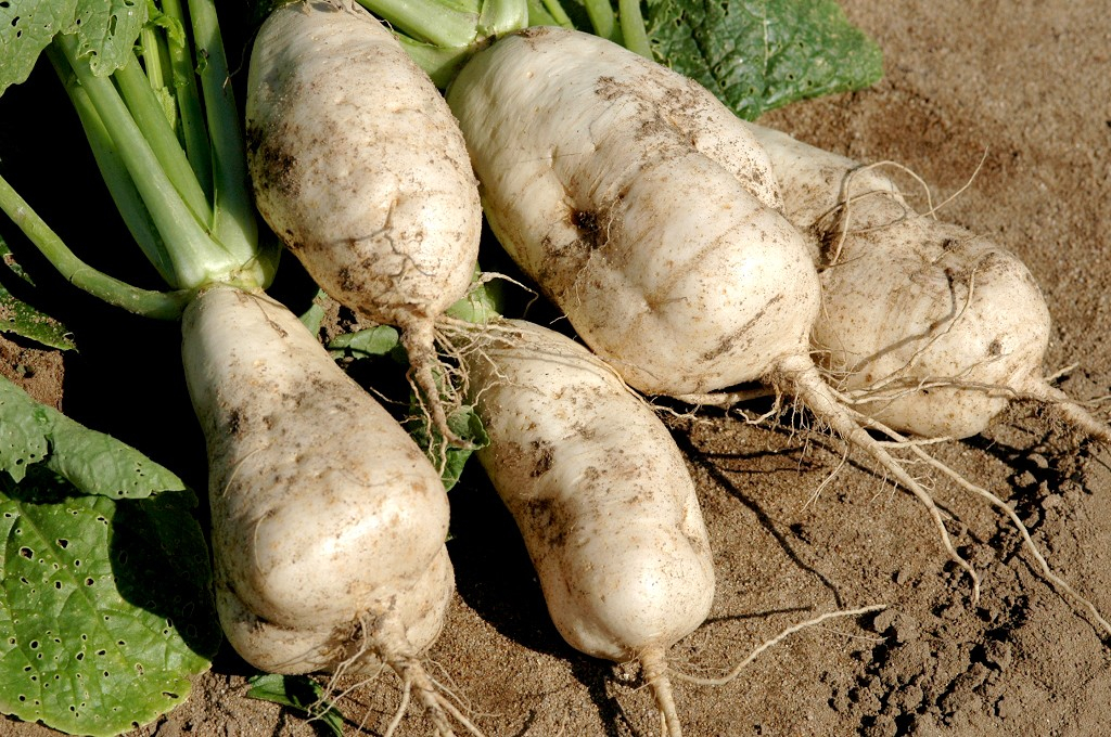 La société coopérative, une entreprise d’après Aimé Roger Kossomboye