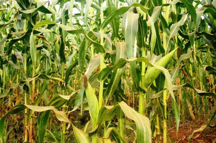 Des innovations dans la culture du maïs pour augmenter la production du pays