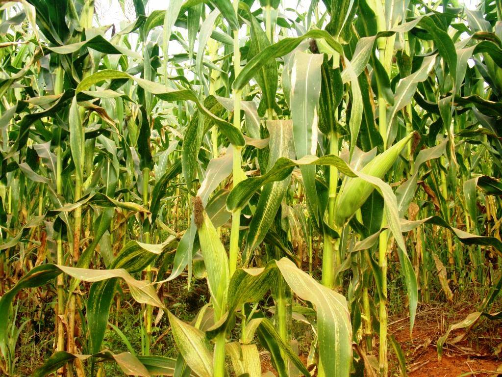 Des innovations dans la culture du maïs pour augmenter la production du pays