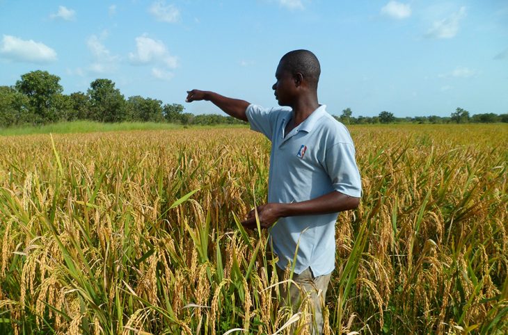 La riziculture au menu du magazine agropastoral
