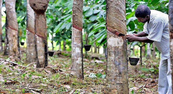 La relance de la culture de l'hévéa en Centrafrique