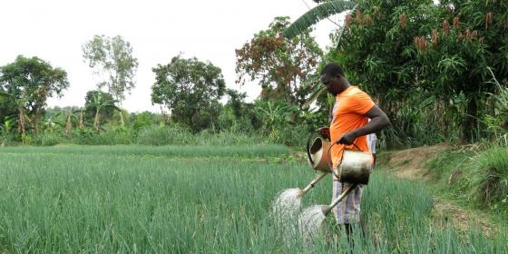 La relance de la culture maraîchère après la crise
