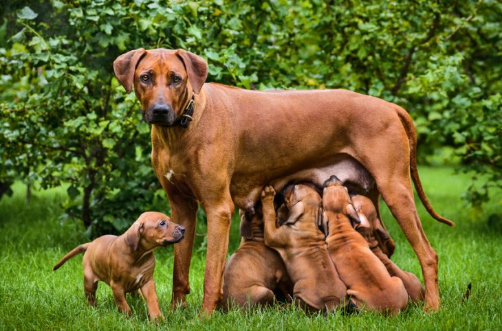 Elever un chien nécessite une stratégie selon Jonas Modeste Mossouto