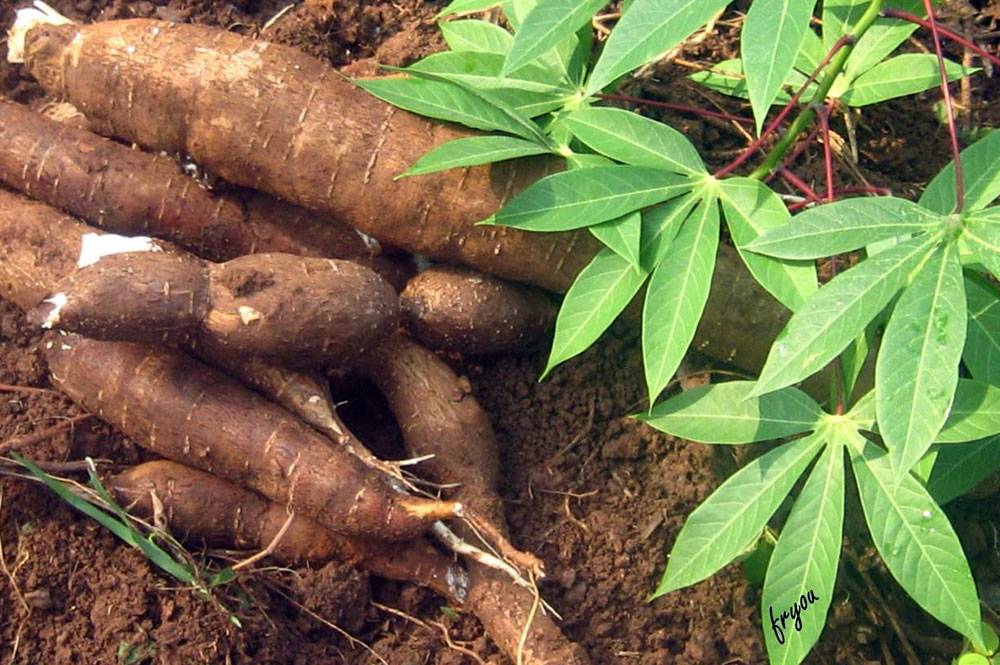 La culture du manioc au menu du Magazine agropastoral
