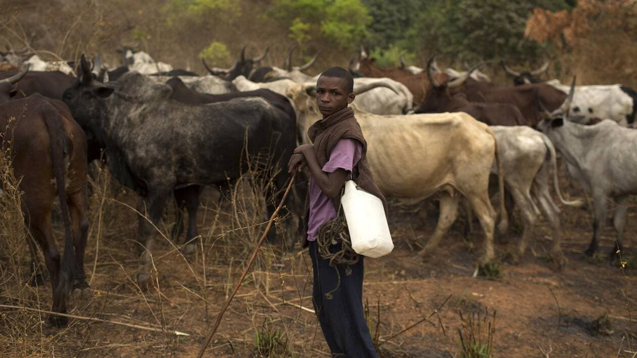 Centrafrique : plus d’un millier d’éleveurs de retour dans la Basse-Kotto après 5 années d’exil