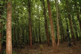 ENCATRAM Multi Services et Eaux et Forêts à couteau tiré au sujet du bois