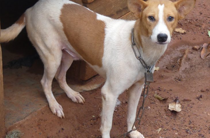 Centrafrique : l’épidémie de la rage canine déclarée dans le district sanitaire de Bocaranga inquiète les habitants