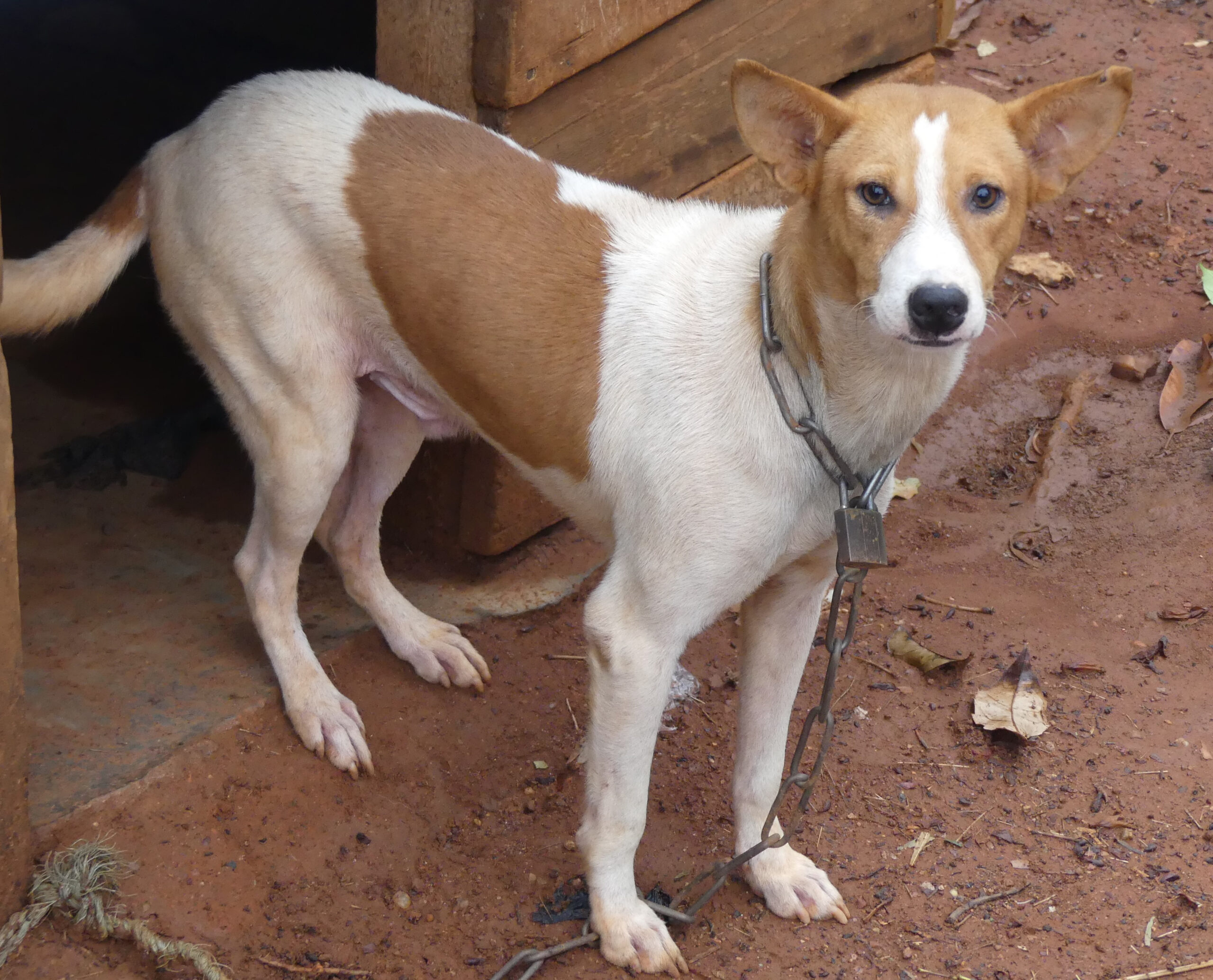 Centrafrique : l’épidémie de la rage canine déclarée dans le district sanitaire de Bocaranga inquiète les habitants