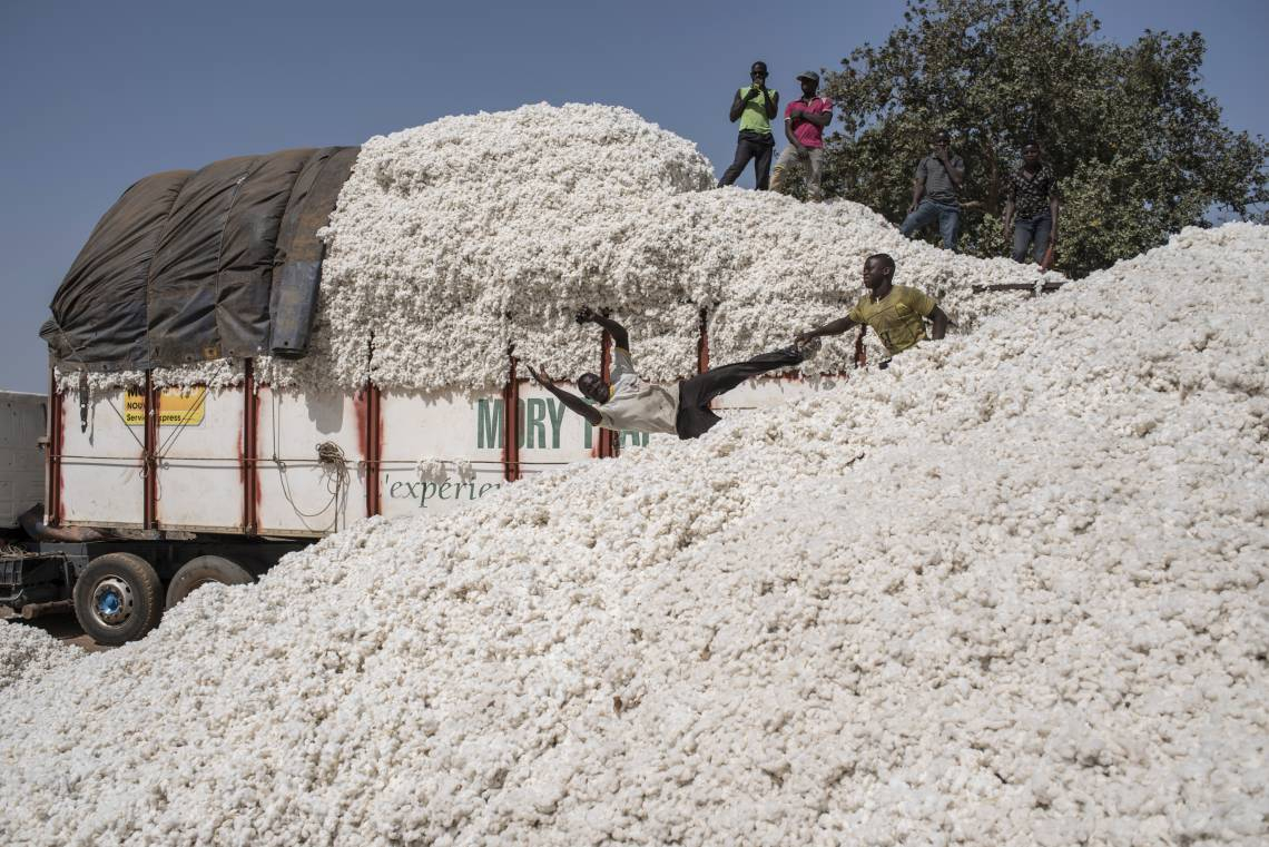 Centrafrique : les producteurs de coton appellent le gouvernement à l’aide