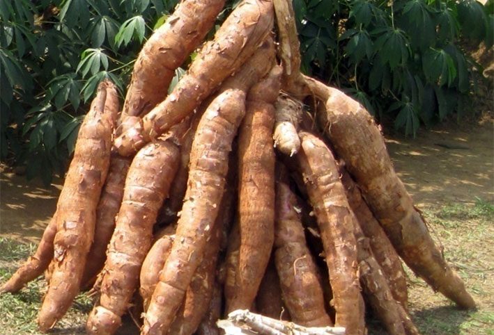 L’amélioration du rendement agricole de manioc en République centrafricaine